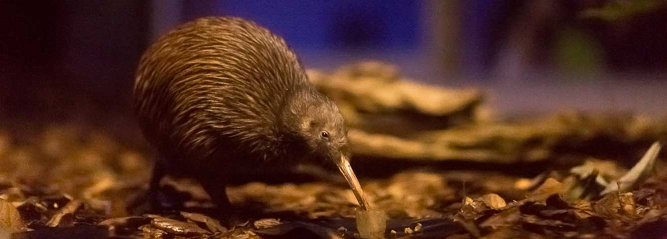 Included in general admission.